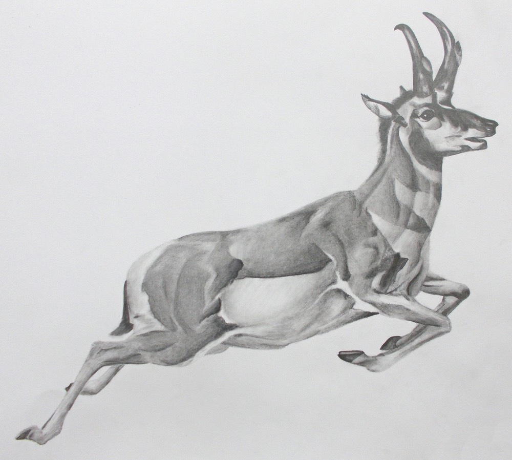 11meganbezzantantelope copy