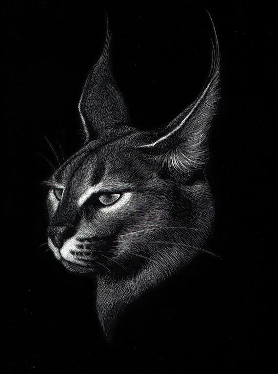 caracal