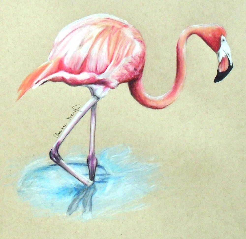 chanceheapflamingo