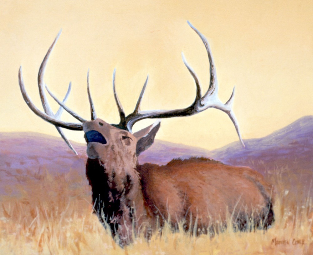 elk