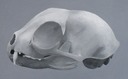 emmapriceoilbobcatskull