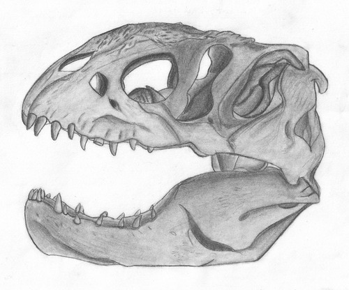 flaviazamudioskull