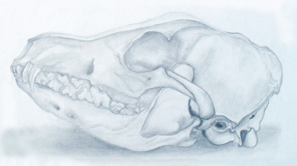 jaciegrowcoyoteskull