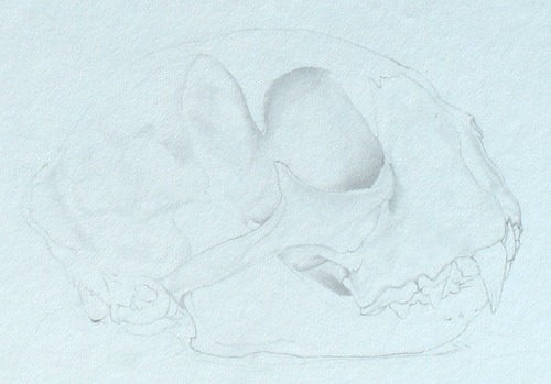 lisastonehambobcatskull