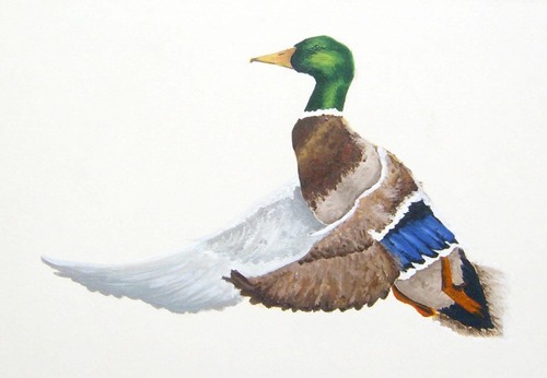 mallard