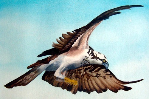 osprey