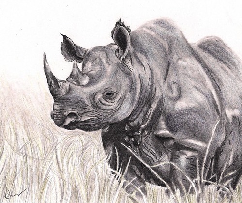 rhino