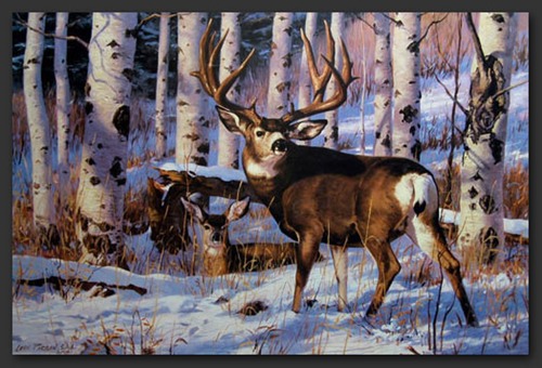 snow buck-01