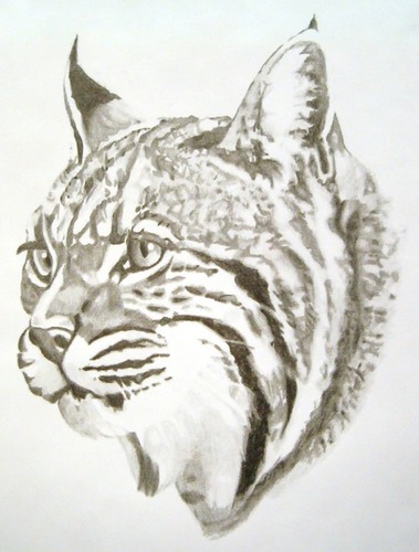 sorensonlynx