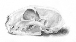 Tay Kim Bobcat Skull