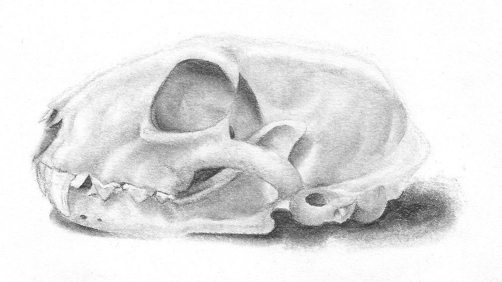 Tay Kim Bobcat Skull