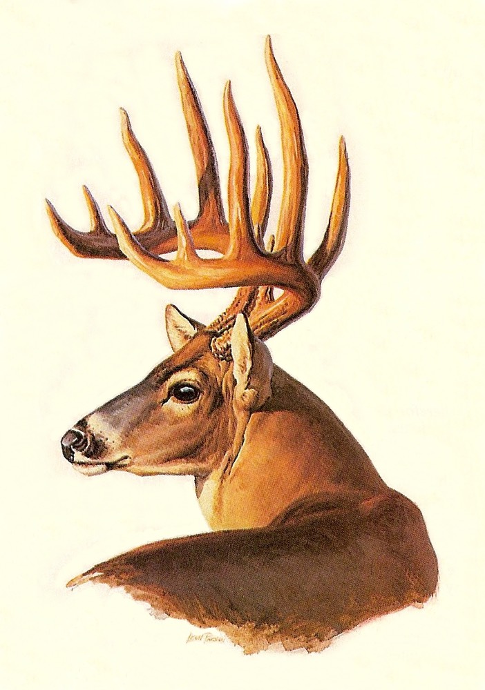 whitetailparson